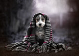 my little dog Poster och Canvastavla