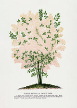 Purple Fringe Tree Lithograph Poster och Canvastavla