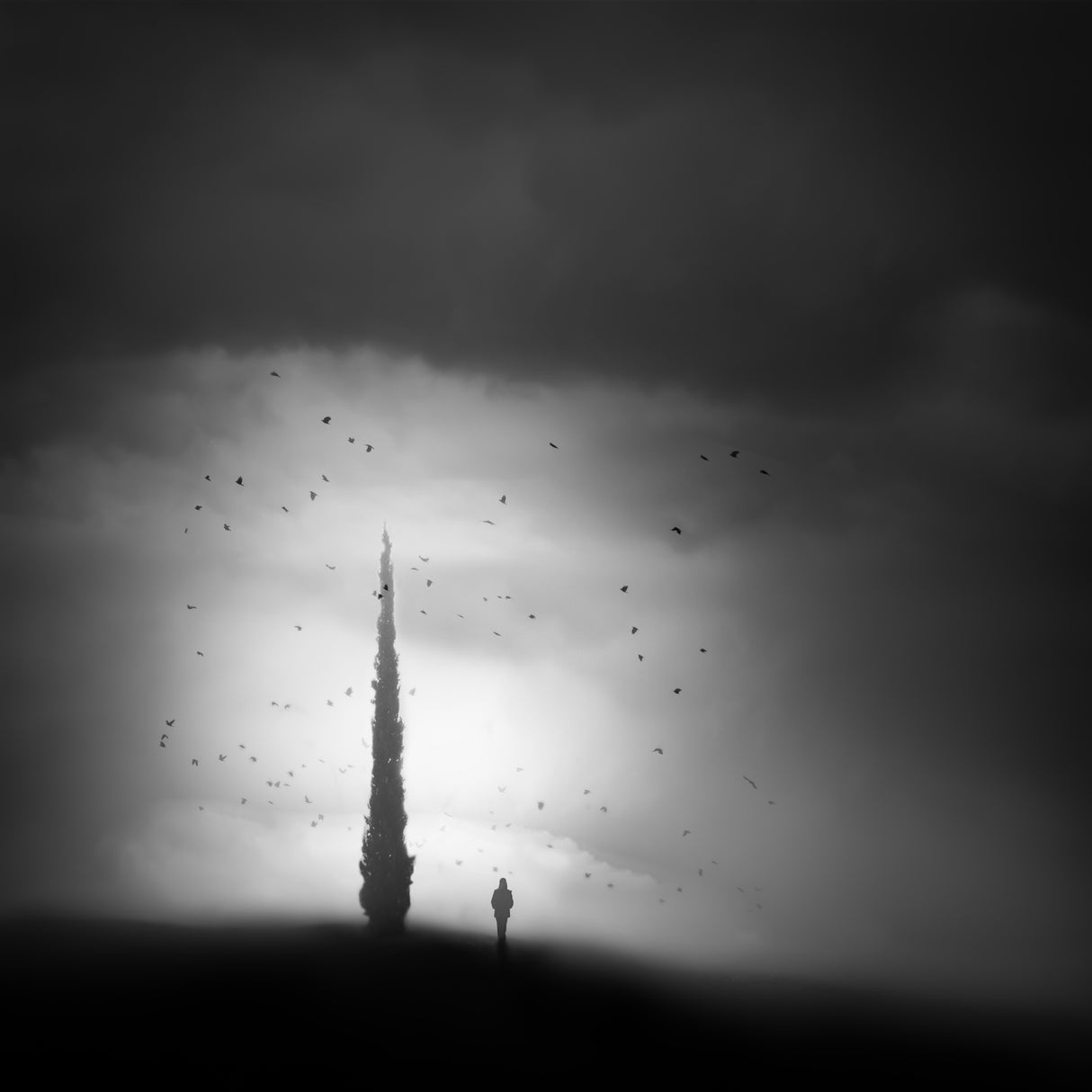 Alone with the cypress and birds Poster och Canvastavla