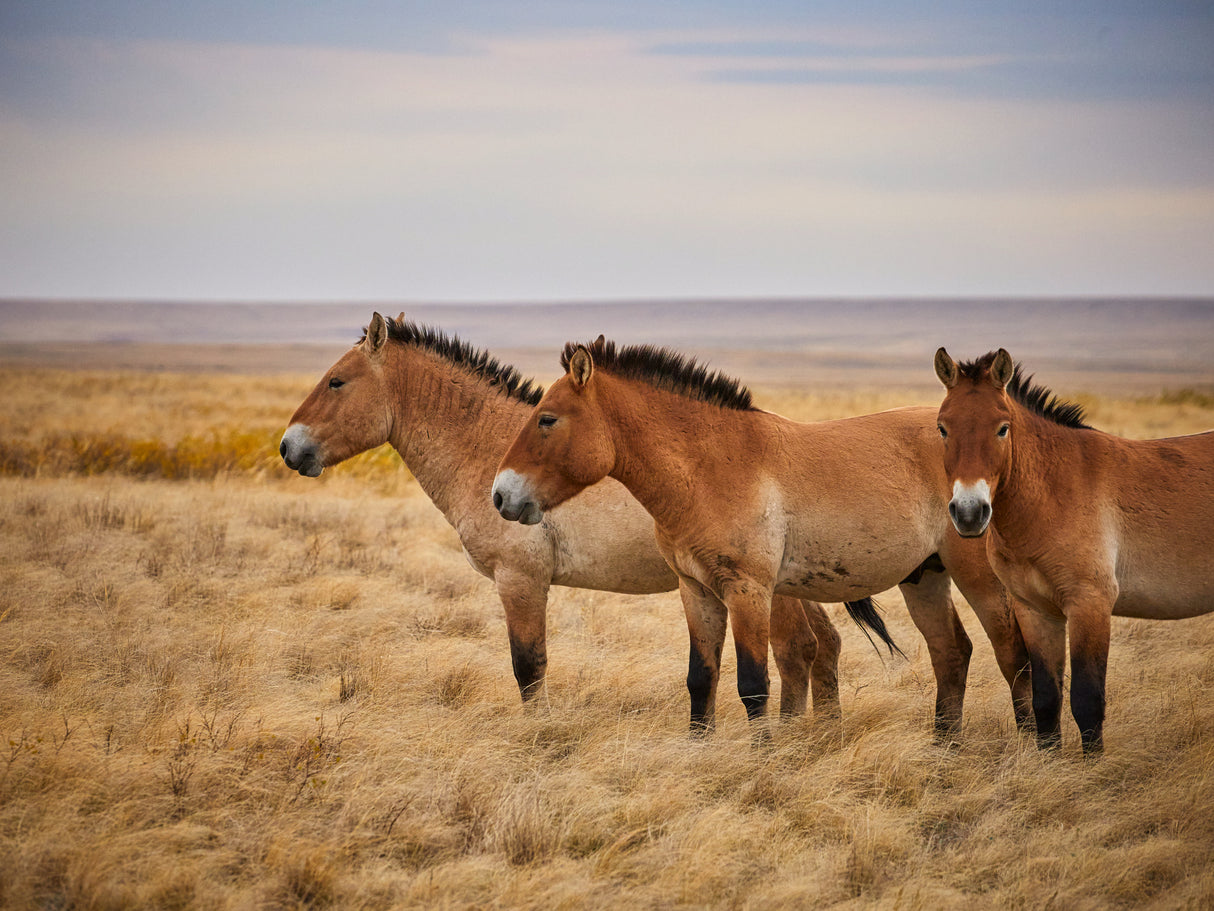 Przewalski 's horses Poster och Canvastavla