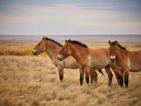 Przewalski 's horses Poster och Canvastavla