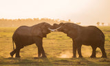 Fight at sunset Poster och Canvastavla