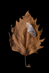 Autumn moth Poster och Canvastavla