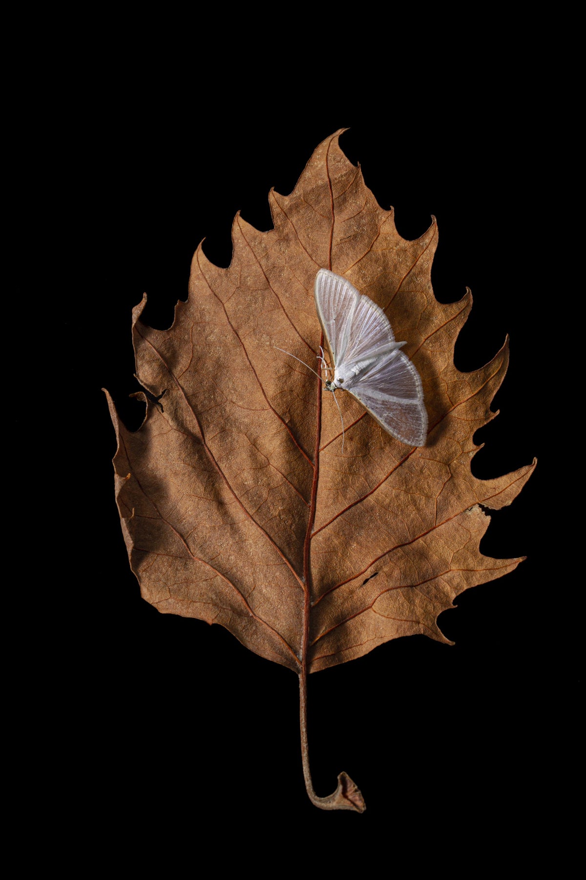 Autumn moth Poster och Canvastavla