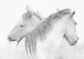 Horses Poster och Canvastavla