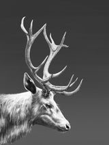 Reindeer Poster och Canvastavla