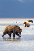 Hunting Bear Poster och Canvastavla