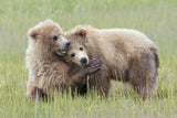 Sibling Love Poster och Canvastavla
