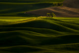 Solitary Tree in Rolling Wheat Poster och Canvastavla