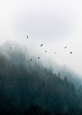 Foggy Morning 4 Poster och Canvastavla