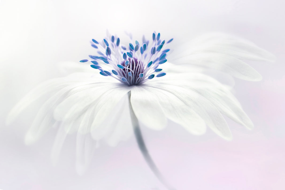 Anemone blanda Poster och Canvastavla