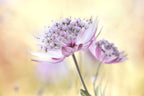 Pink Astrantia Poster och Canvastavla