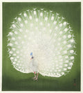 Peacock Poster och Canvastavla
