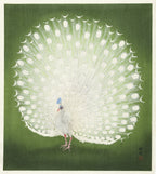Peacock Poster och Canvastavla