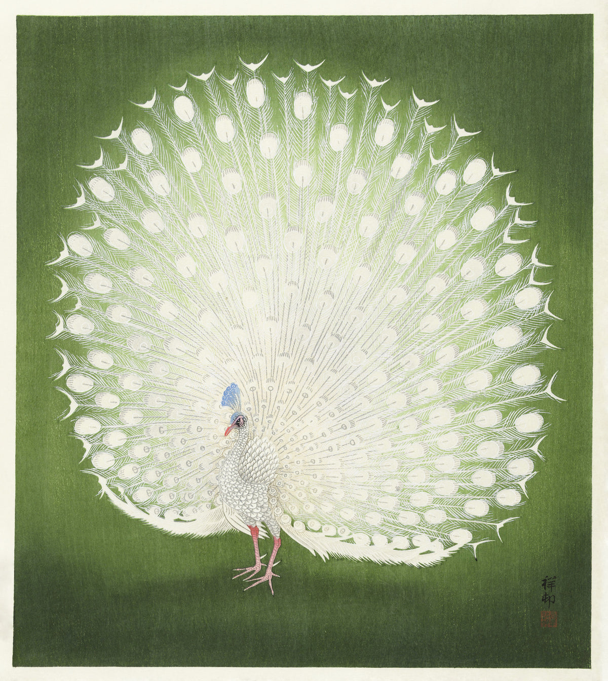 Peacock Poster och Canvastavla