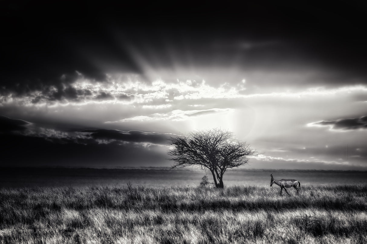 sunrise with hartebeest Poster och Canvastavla