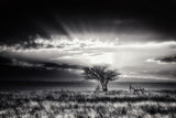 sunrise with hartebeest Poster och Canvastavla