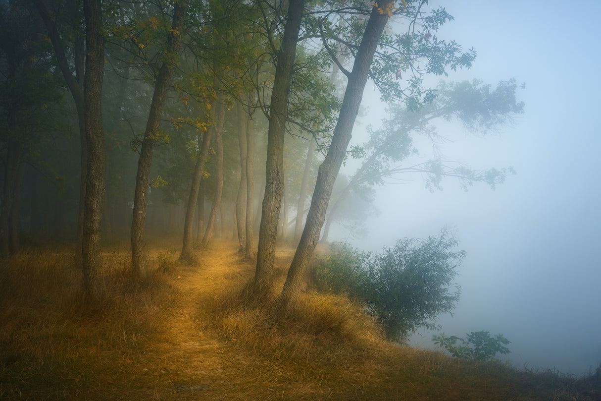 Foggy morning on Danube Poster och Canvastavla