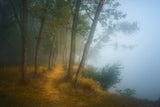 Foggy morning on Danube Poster och Canvastavla