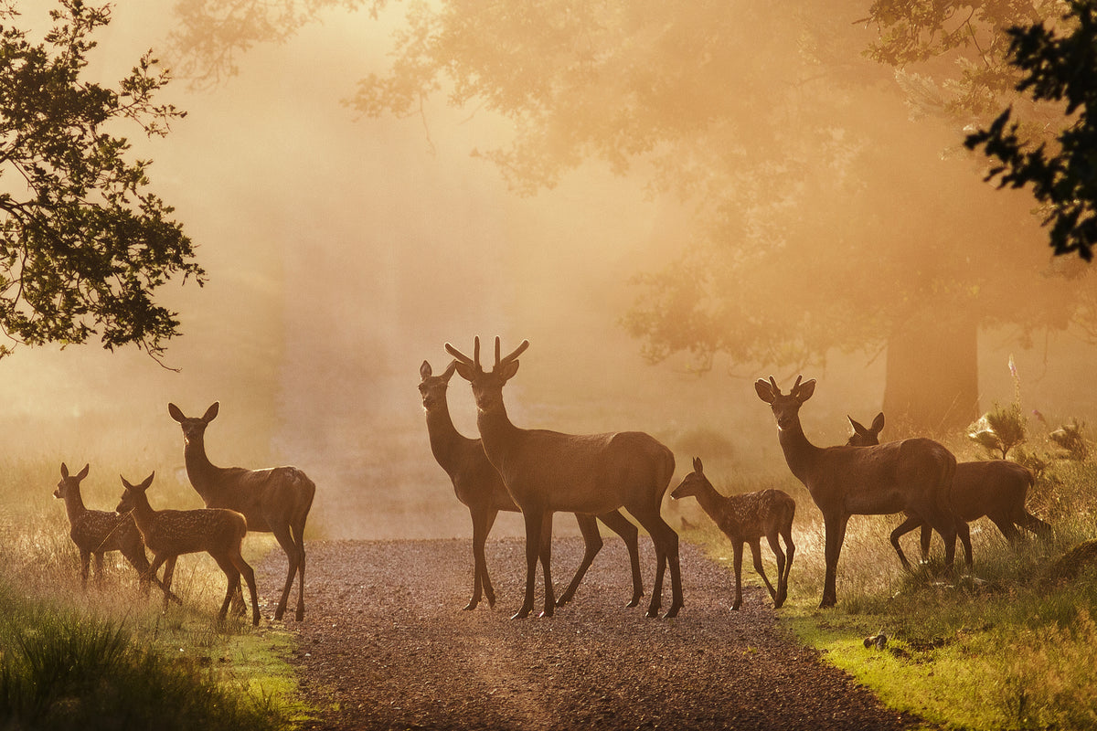 Deer on path Poster och Canvastavla
