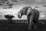 Beautiful Elephant Poster och Canvastavla