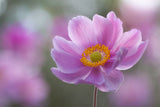 Morning Anemone Poster och Canvastavla