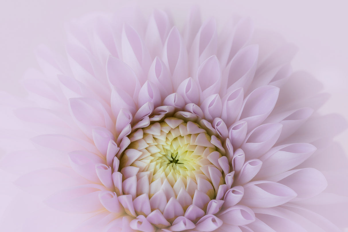 Petals of Love Poster och Canvastavla