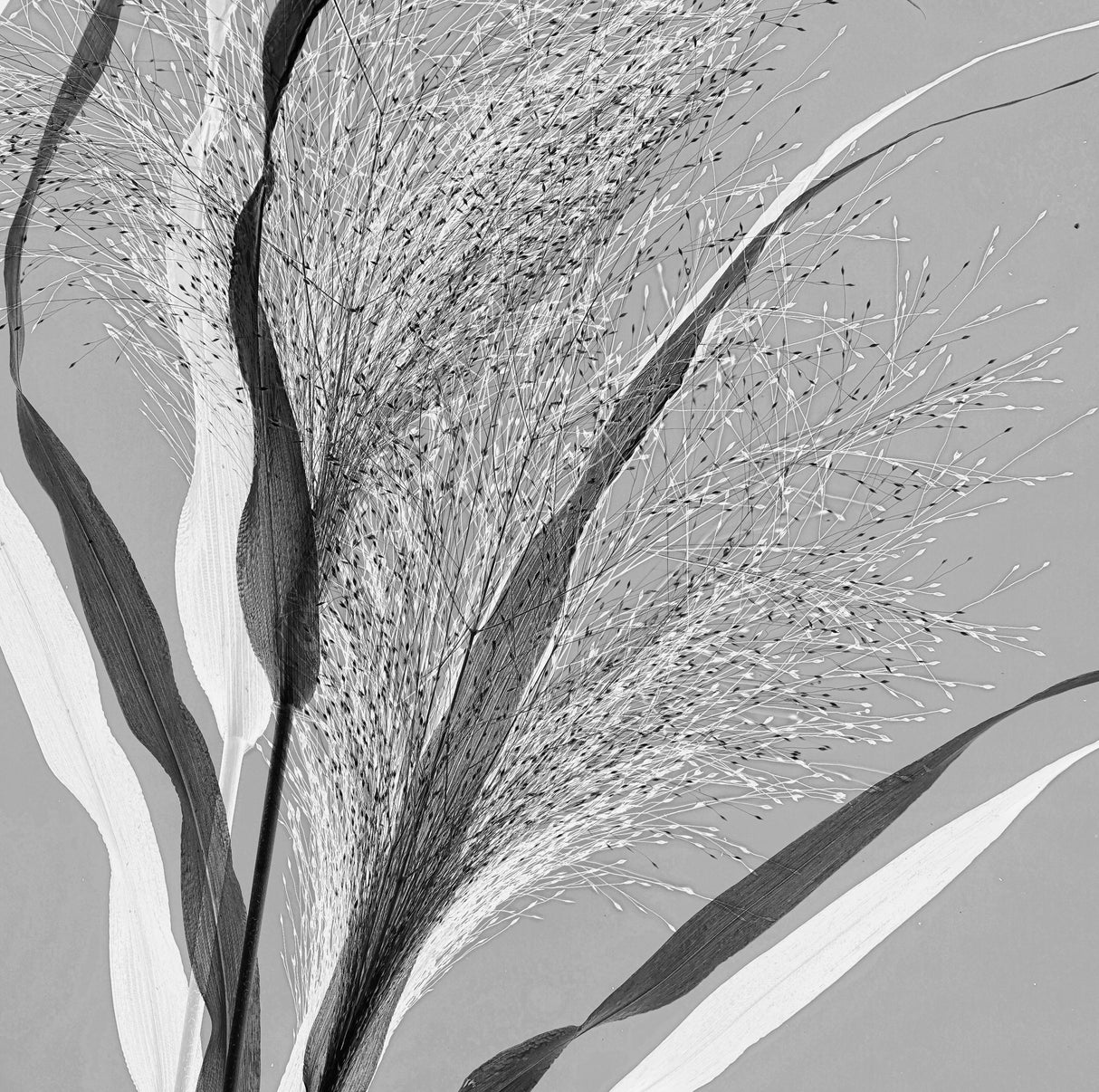 Simply grass Poster och Canvastavla