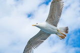 flying seagull Poster och Canvastavla
