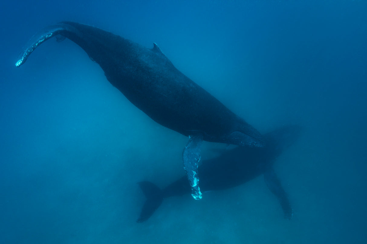 Humpback whales Poster och Canvastavla