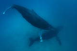Humpback whales Poster och Canvastavla