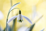 Snowdrops Poster och Canvastavla