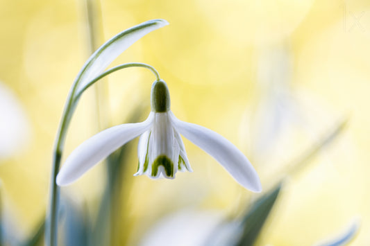 Snowdrops Poster och Canvastavla