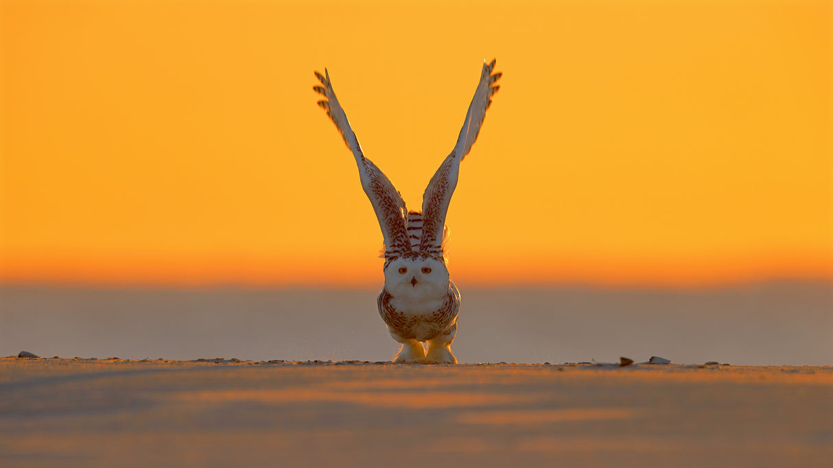 Snowy Owl at Sunrise Poster och Canvastavla