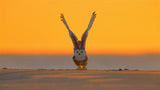 Snowy Owl at Sunrise Poster och Canvastavla