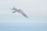 ready for landing...... Poster och Canvastavla