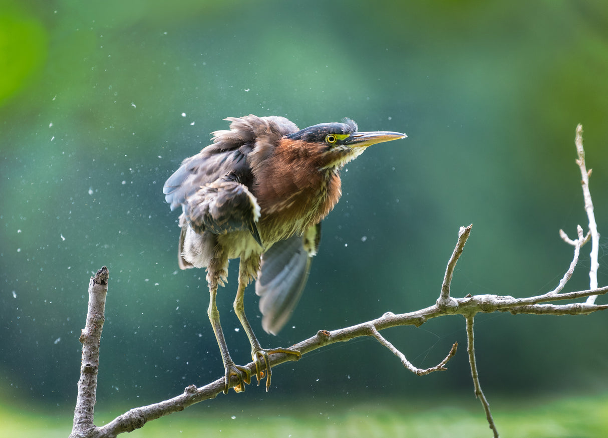 Green Heron Shaking Off Poster och Canvastavla