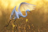 Morning Egret Poster och Canvastavla