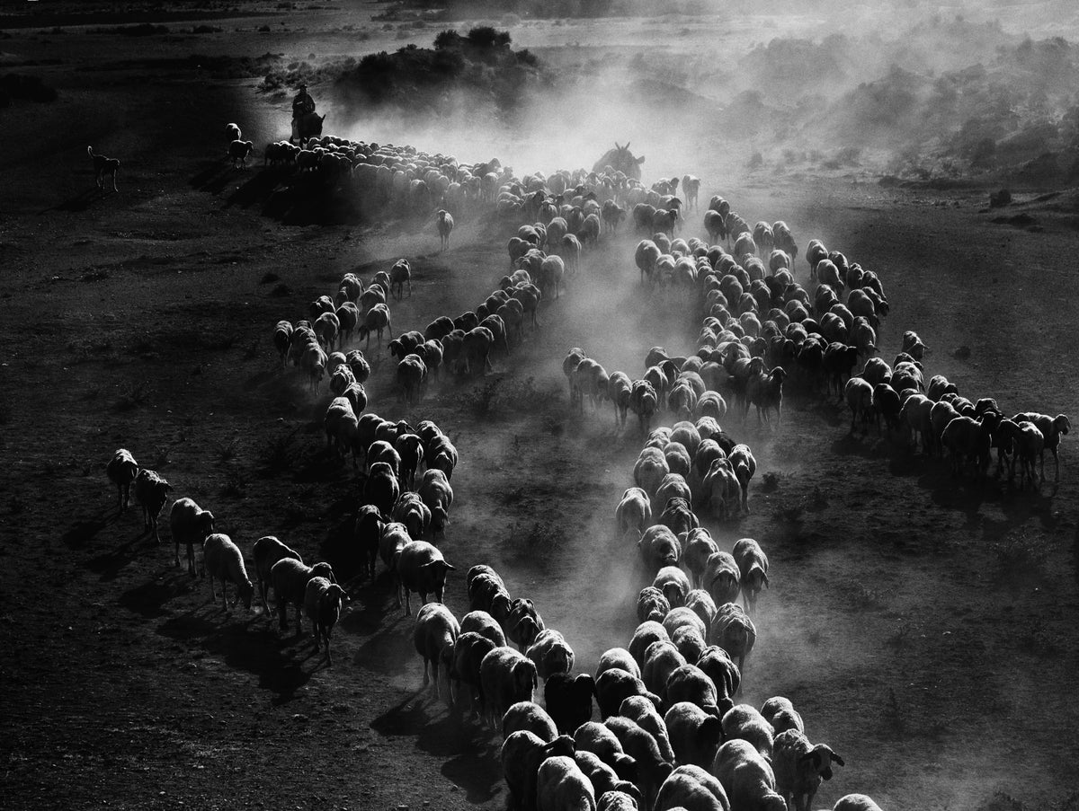 dust of the flock Poster och Canvastavla