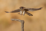 Common kestrel Poster och Canvastavla