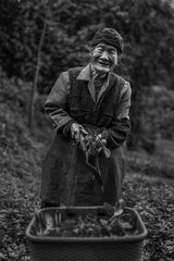 The herb-gathering woman Poster och Canvastavla