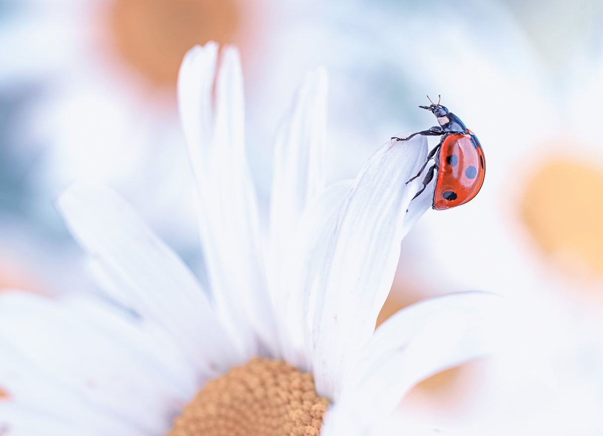 Ladybug Poster och Canvastavla
