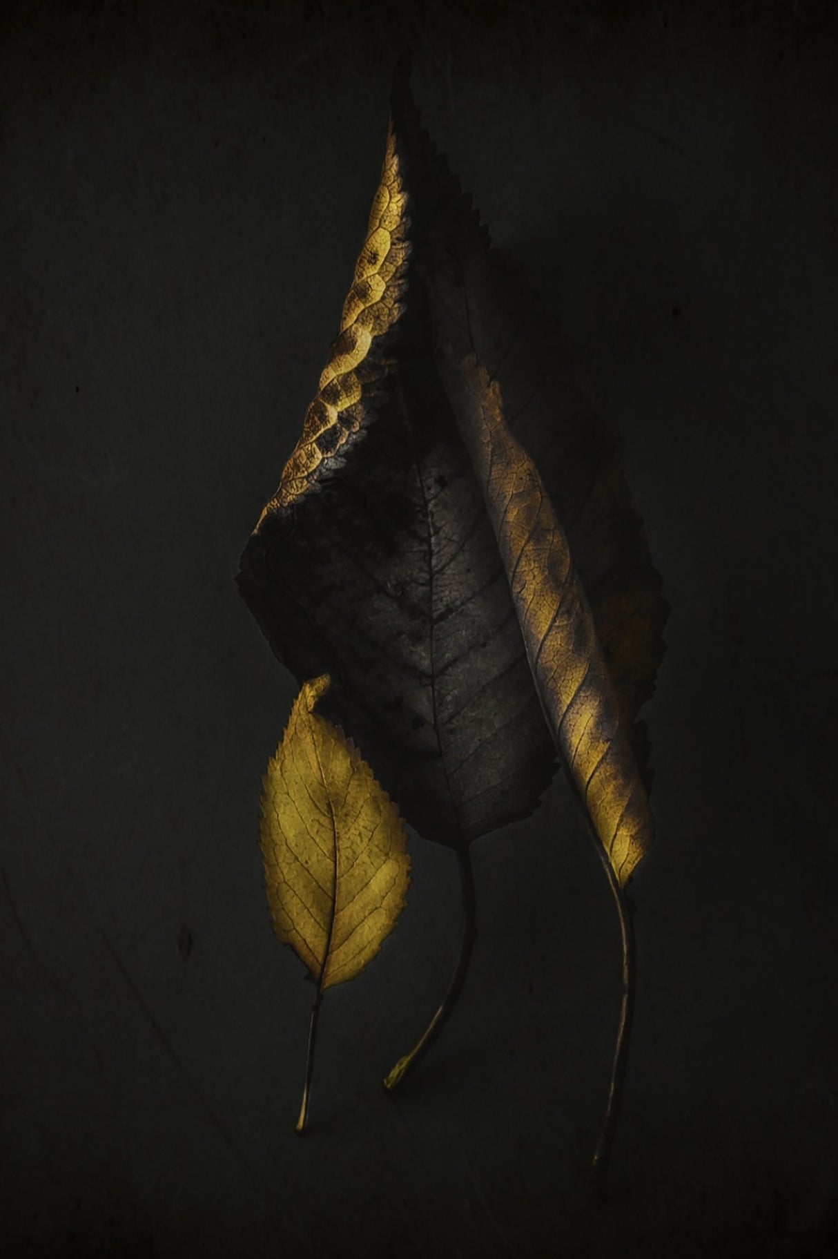Autumn leaves Poster och Canvastavla