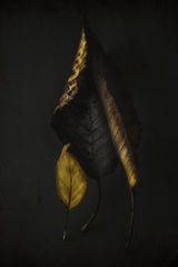 Autumn leaves Poster och Canvastavla