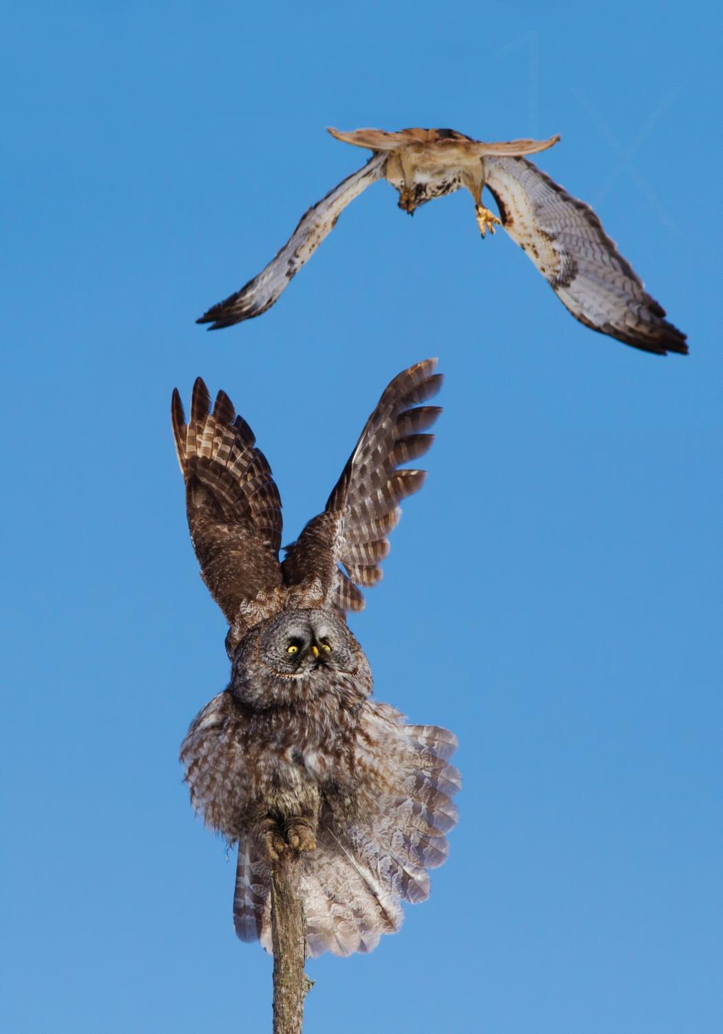 Great Grey Owl VS Red-tailed Hawk Poster och Canvastavla