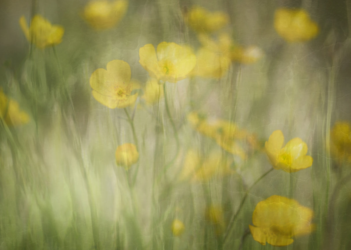 Rhapsody in Yellow Poster och Canvastavla