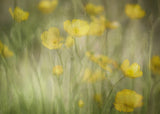 Rhapsody in Yellow Poster och Canvastavla