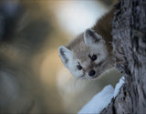 Pine Marten 4 Poster och Canvastavla