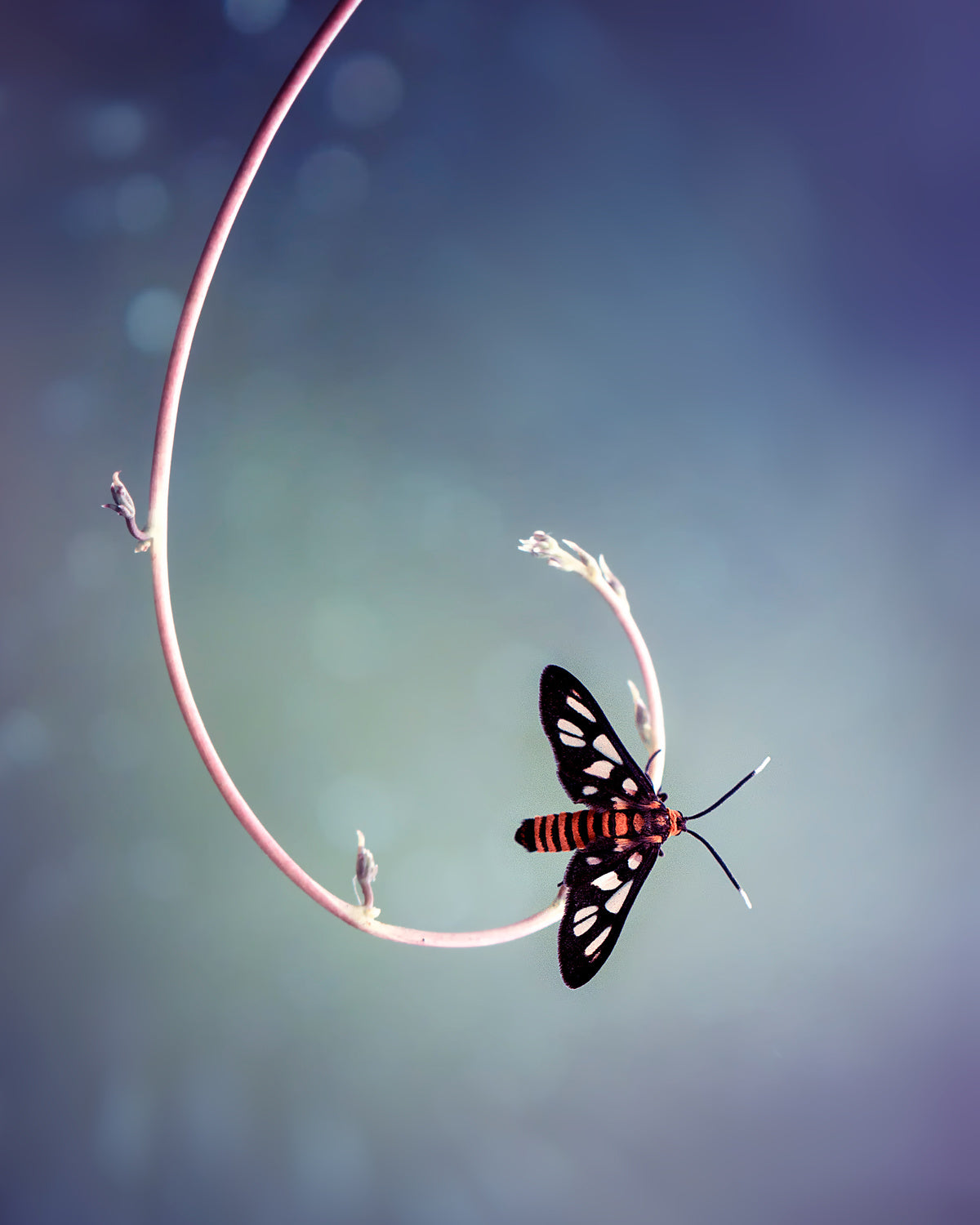 Hooked Poster och Canvastavla