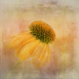 Echinacea in Yellow Poster och Canvastavla